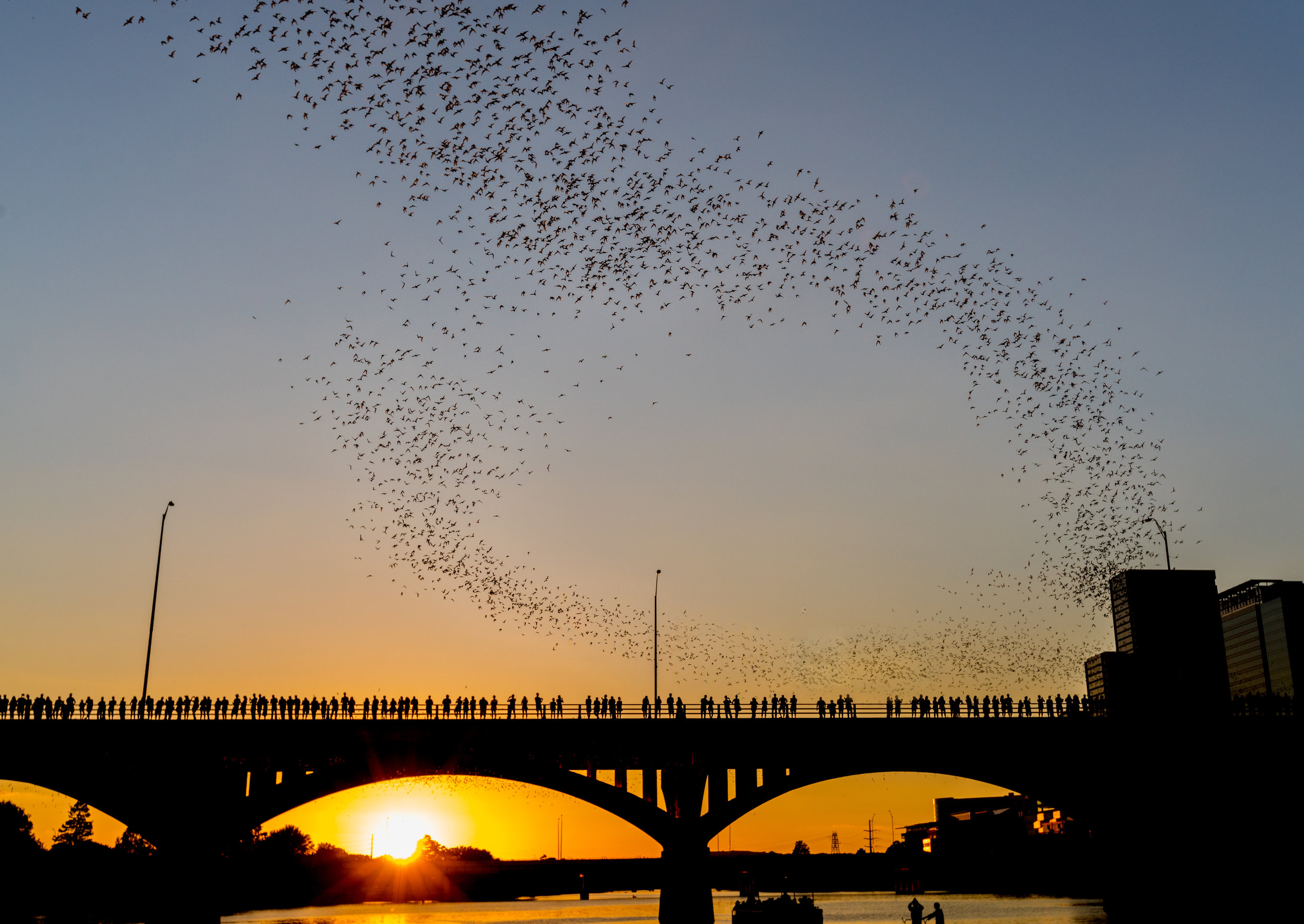 Congress Avenue Bridge bats at sunset