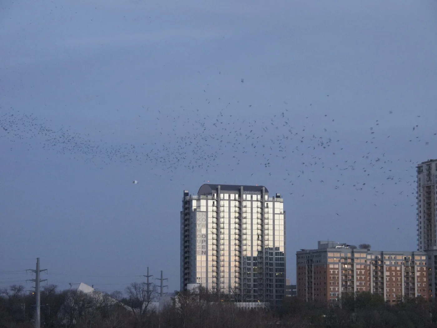 Congress Avenue Bridge Bats